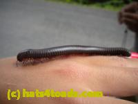 /home//u458753944/public_html/sourcegallery///////////////////Insects and small critters/millipedes and centipedes/DSCN1195.JPG